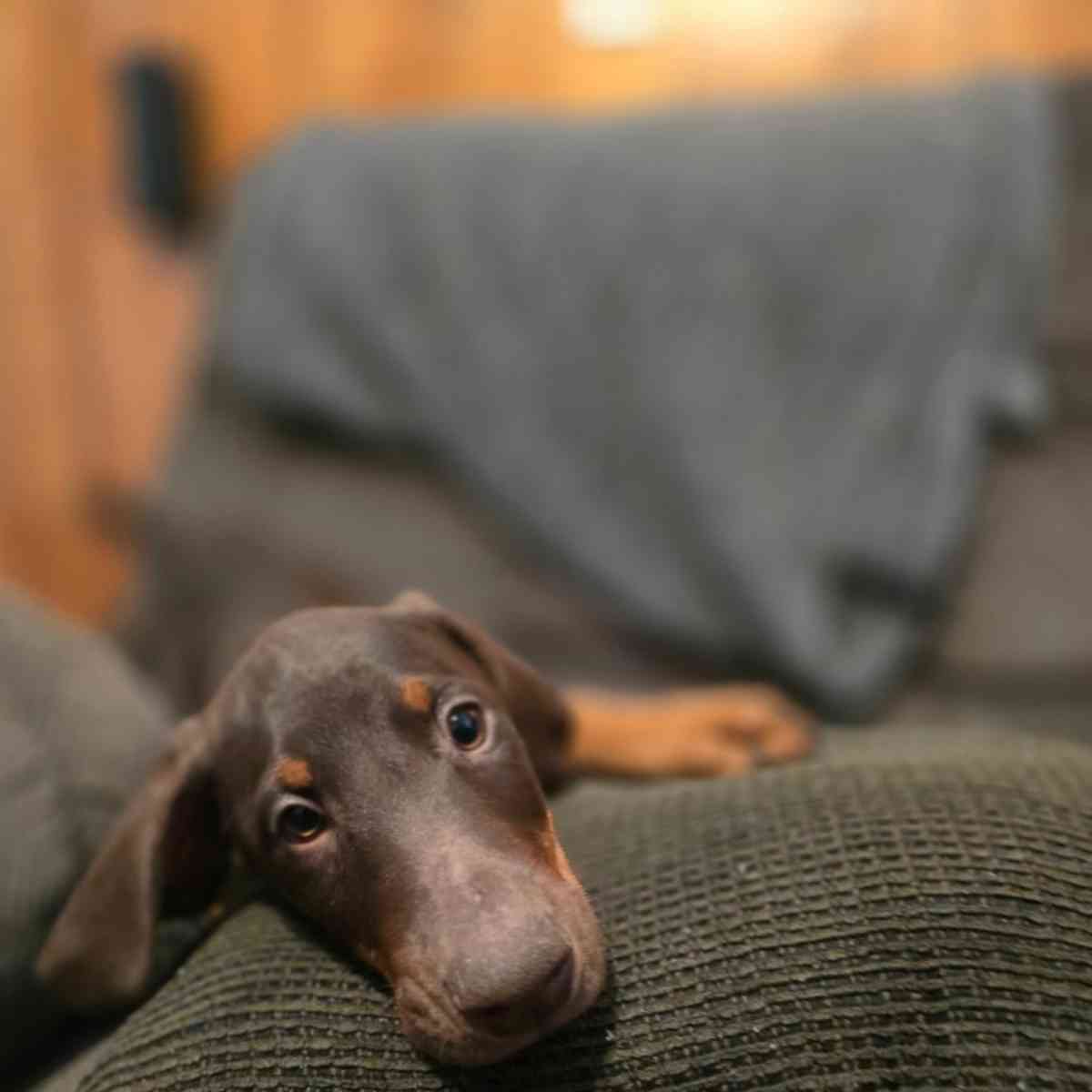 Doberman puppies - Signal Hill, California