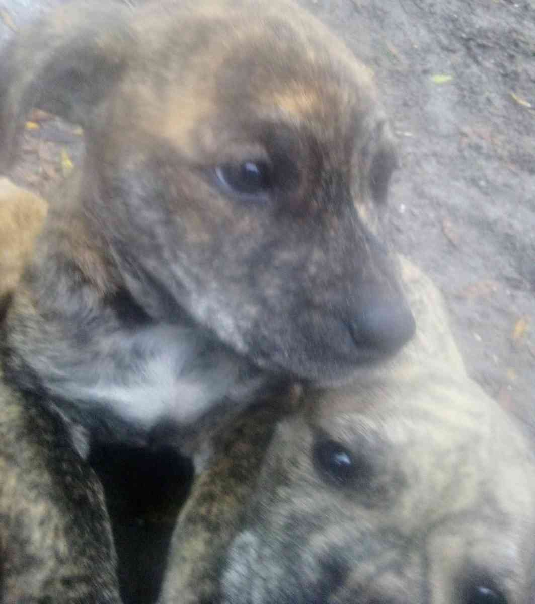 puppies yellow Jon sandman - Lake City, Florida - FleaMarketBay