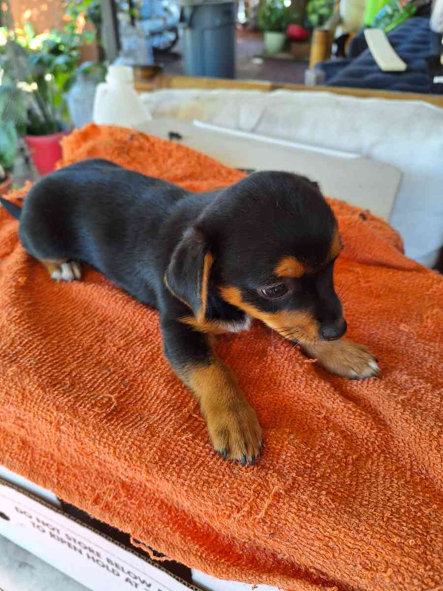 cachorros Yorkis Mix Chiguagua - Alturas, Florida