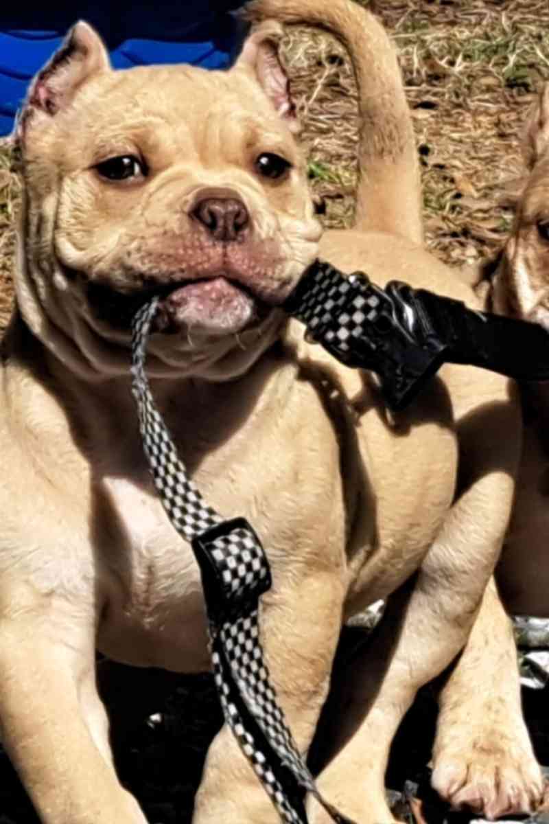 pocket bullies - Houston, Texas - FleaMarketBay