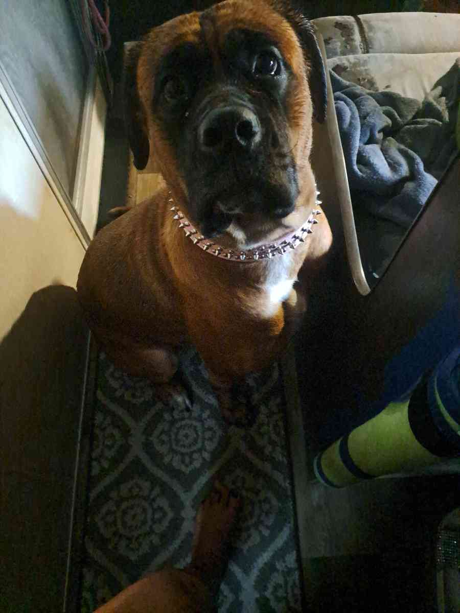 Old English Mastiff Puppies - Houston, Texas