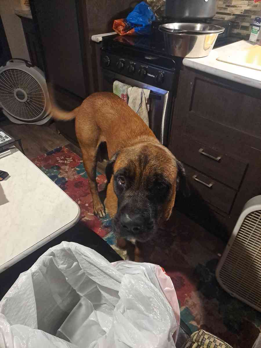 Old English Mastiff Puppies - Houston, Texas - FleaMarketBay