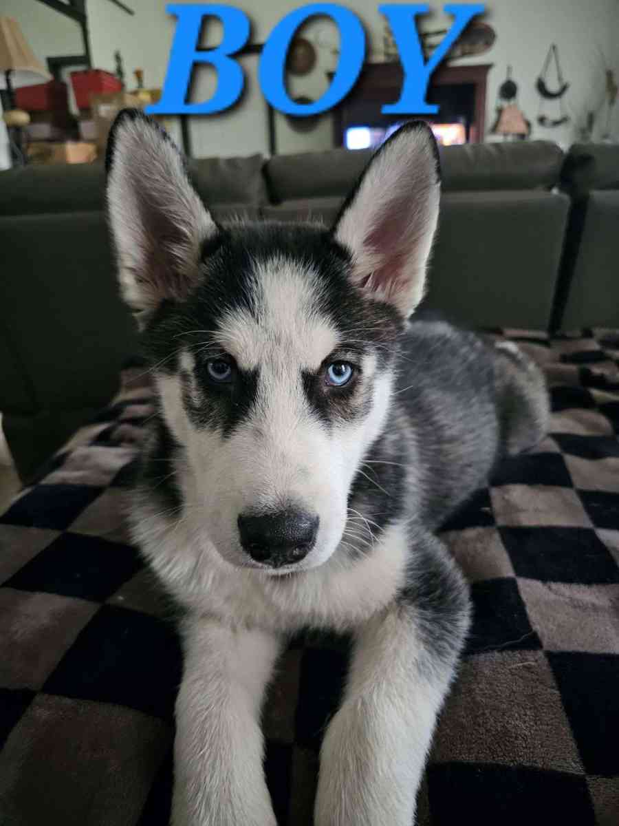 Siberian Huskies - Graham, Washington - FleaMarketBay