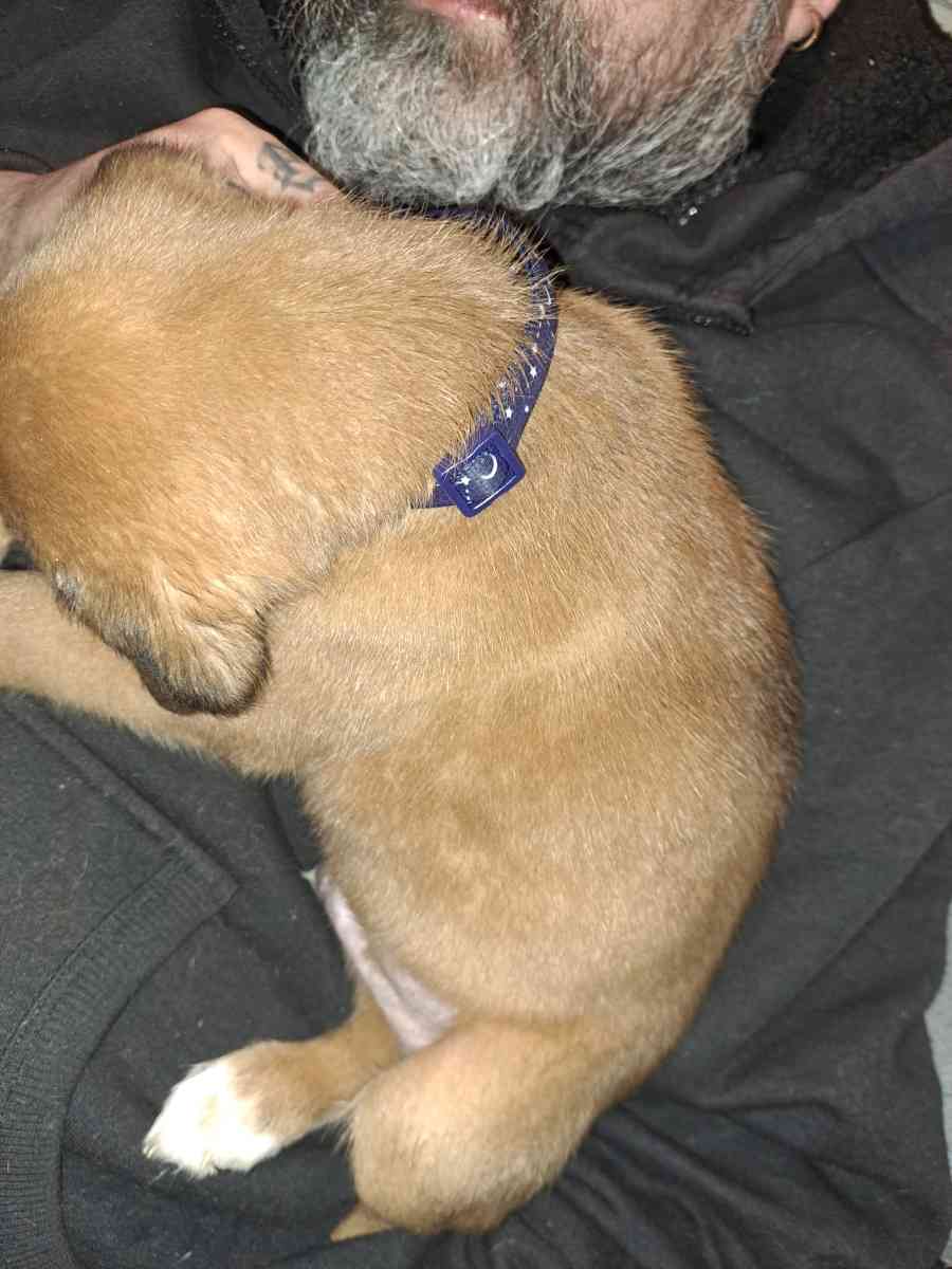 Old English Mastiff Puppies - Houston, Texas - FleaMarketBay