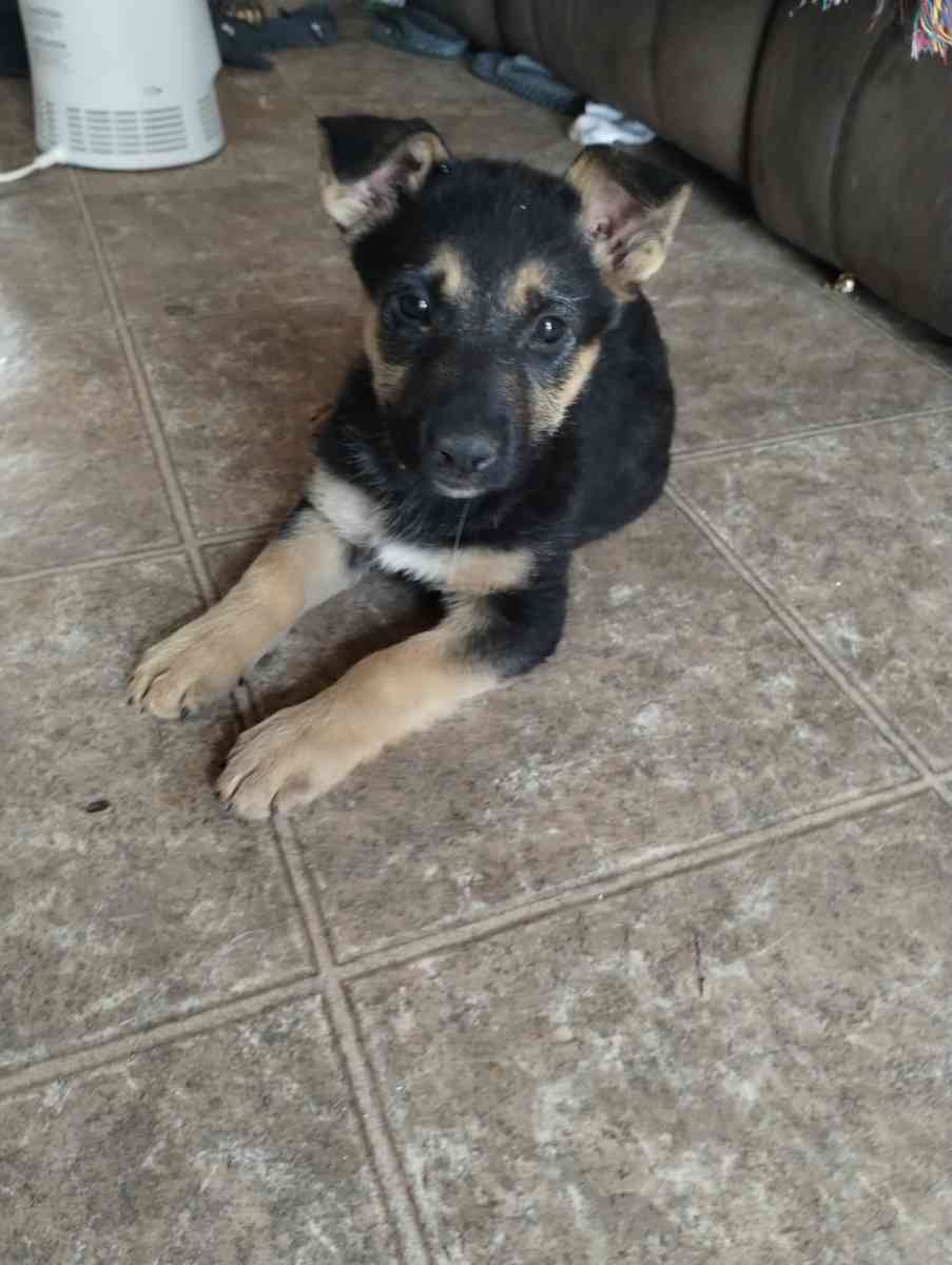 German Sheperd puppies - Rio Grande City, Texas - FleaMarketBay