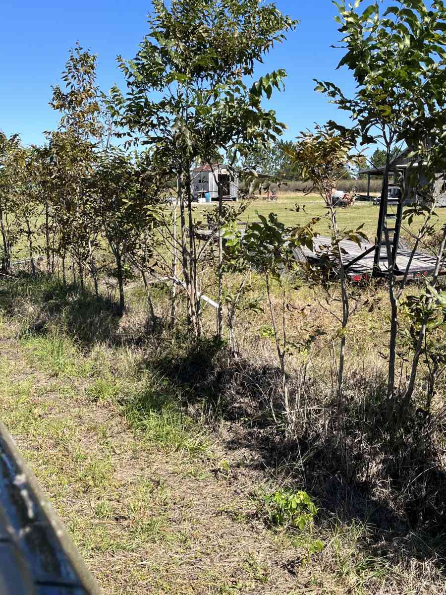 pecan trees - Manor, Georgia - FleaMarketBay