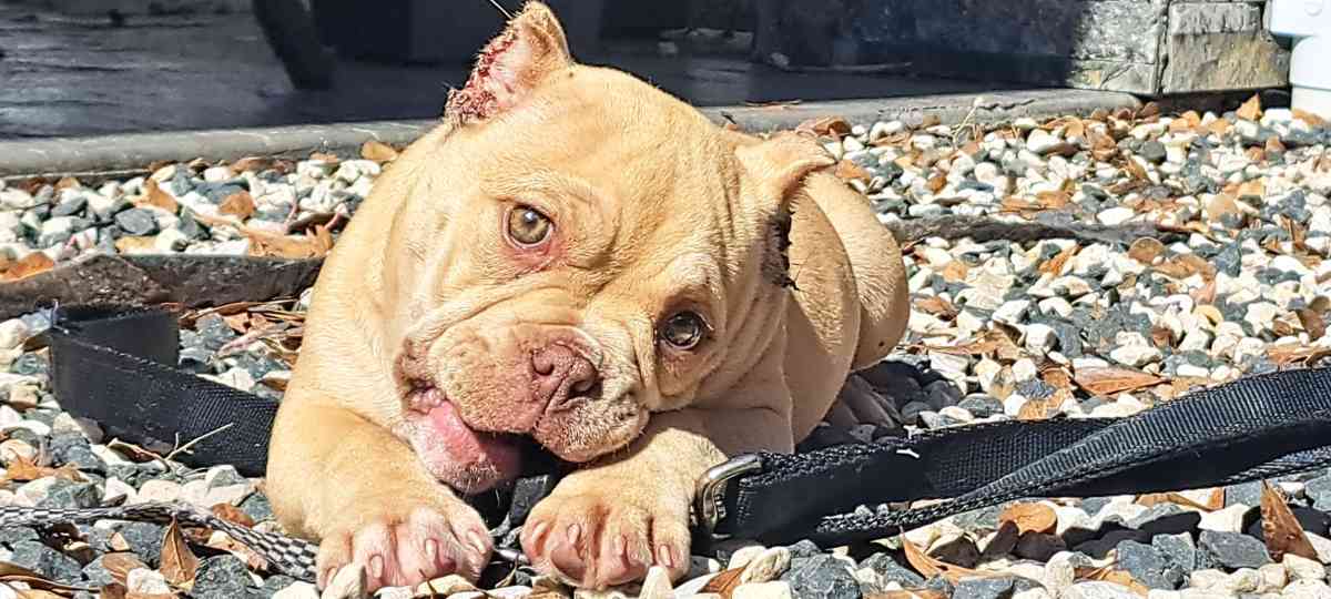 pocket bullies - Houston, Texas - FleaMarketBay