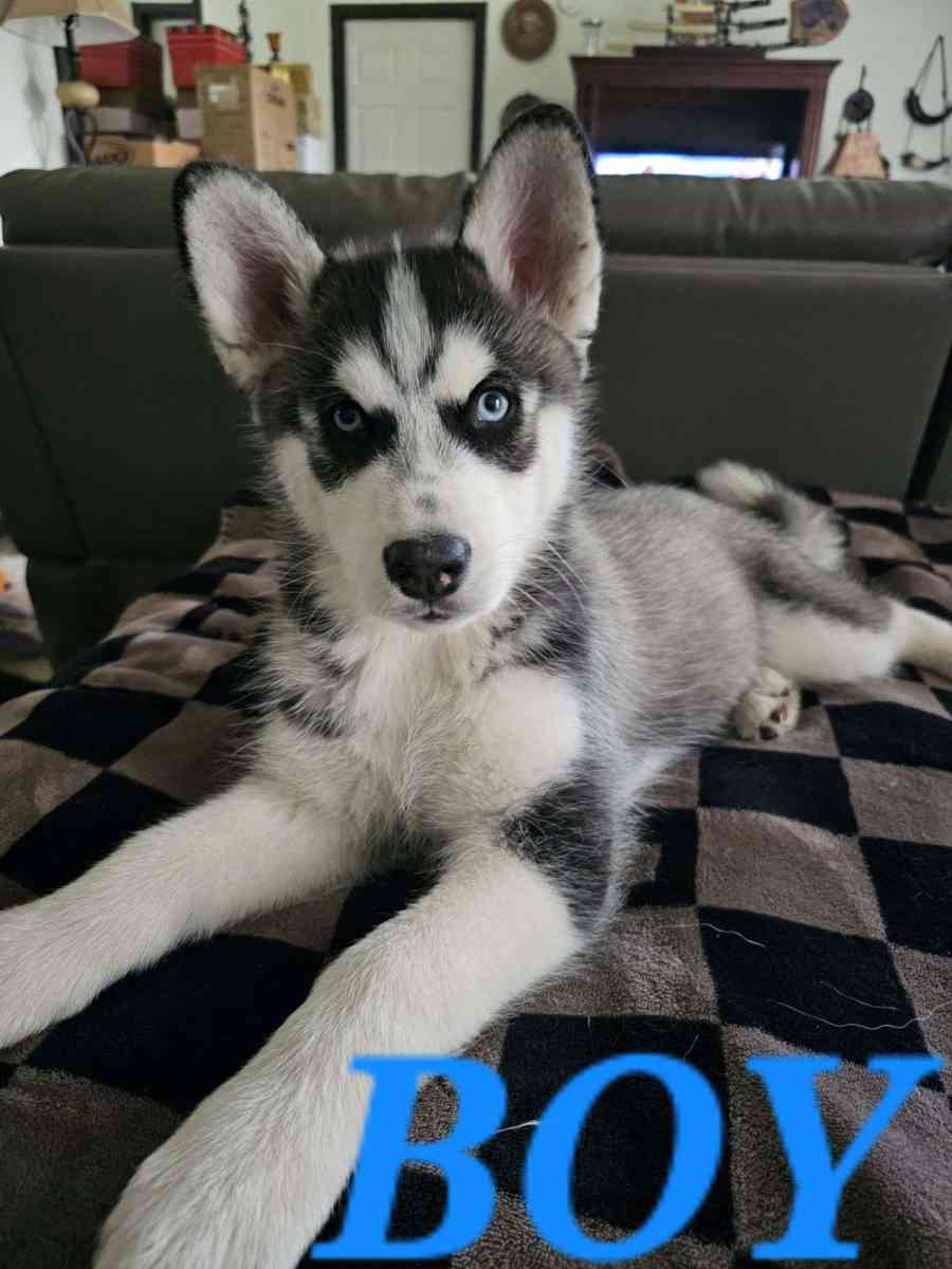 Siberian Huskies - Graham, Washington - FleaMarketBay