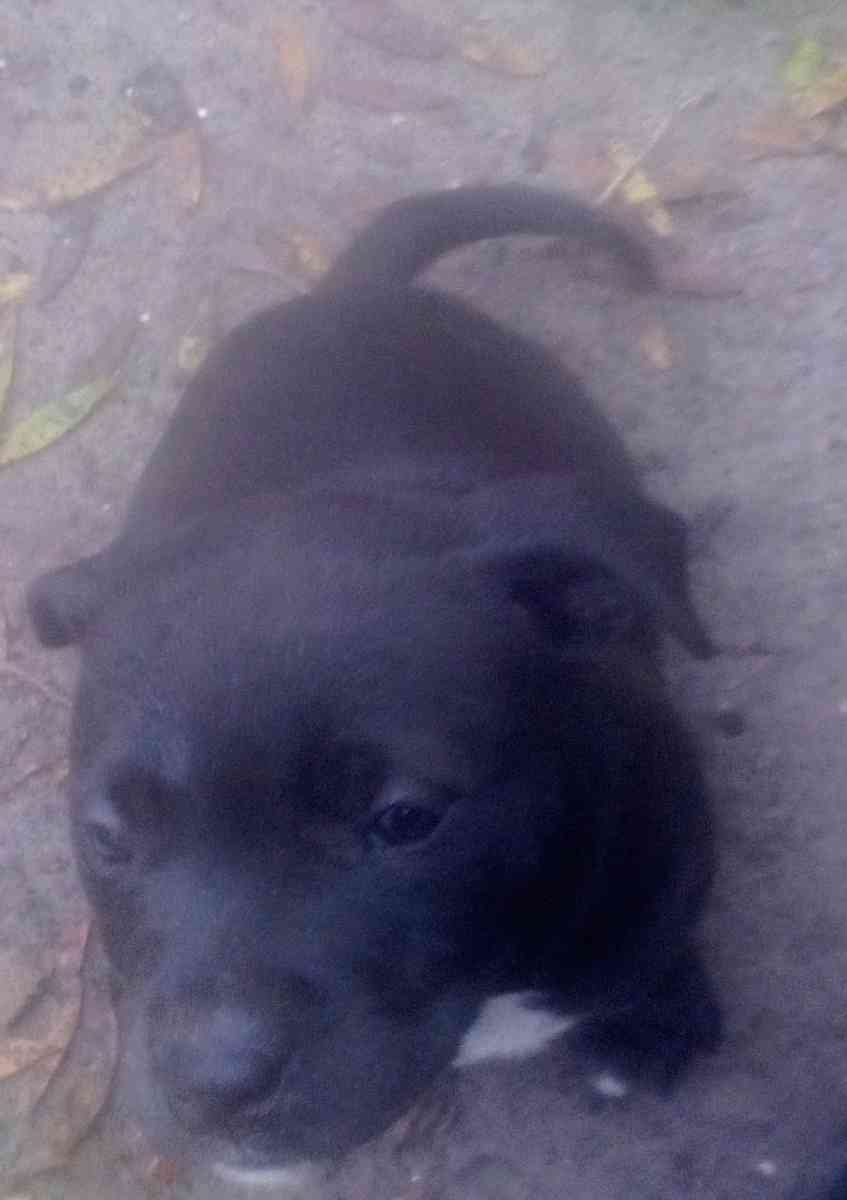 puppies yellow Jon sandman - Lake City, Florida