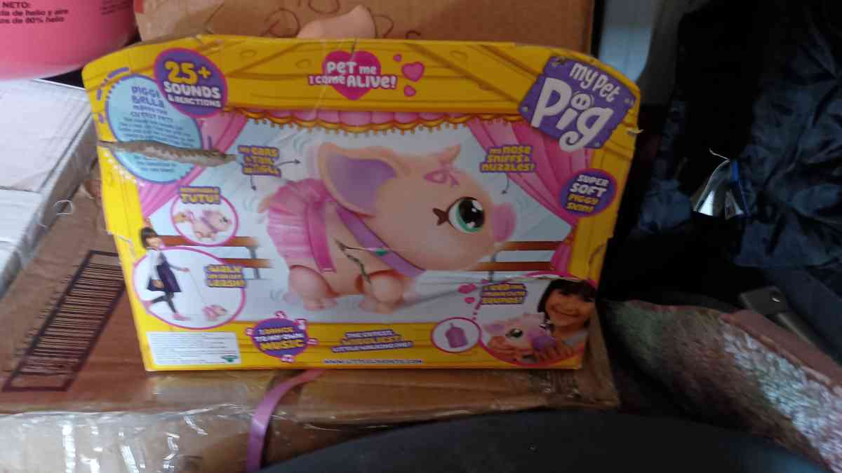 My pet pig - Alton, Illinois