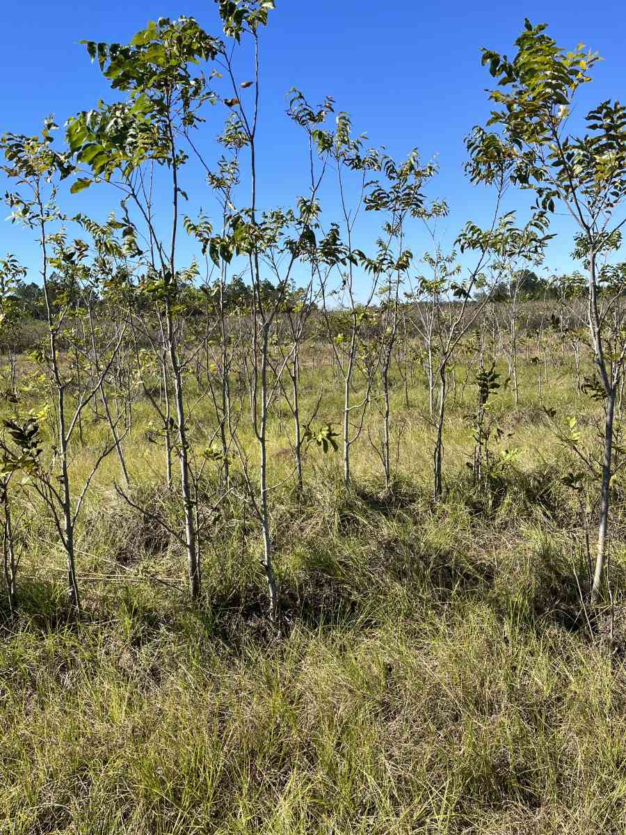 pecan trees - Manor, Georgia - FleaMarketBay