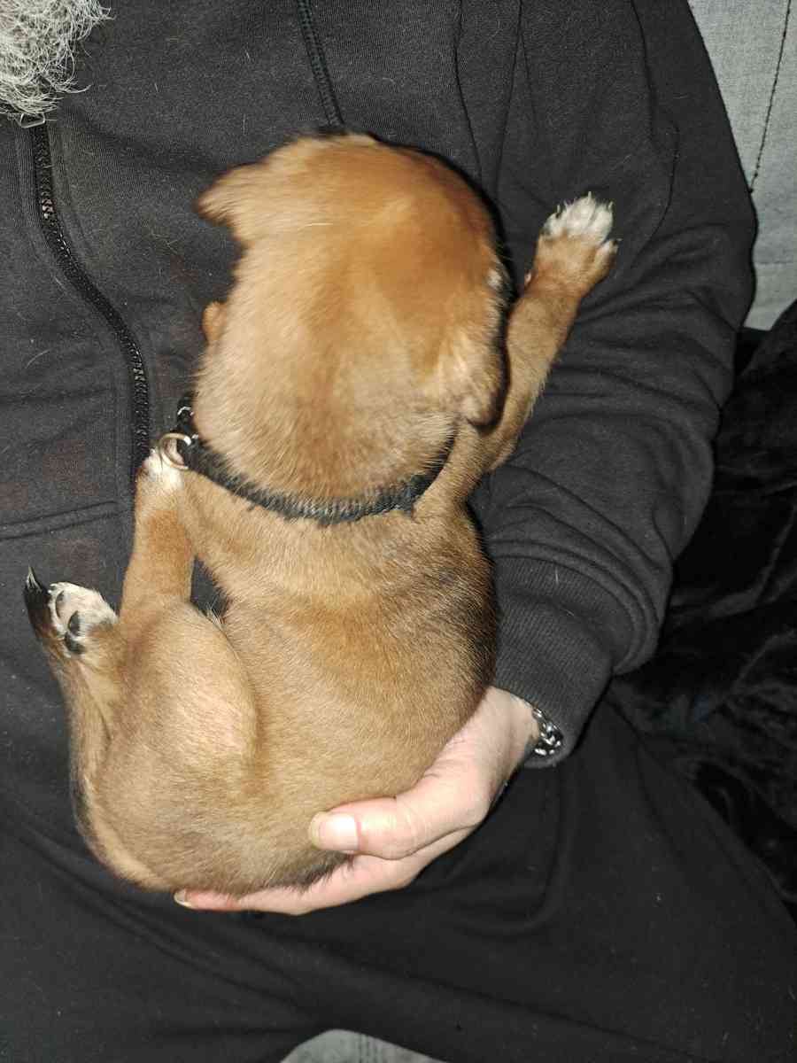 Old English Mastiff Puppies - Houston, Texas - FleaMarketBay