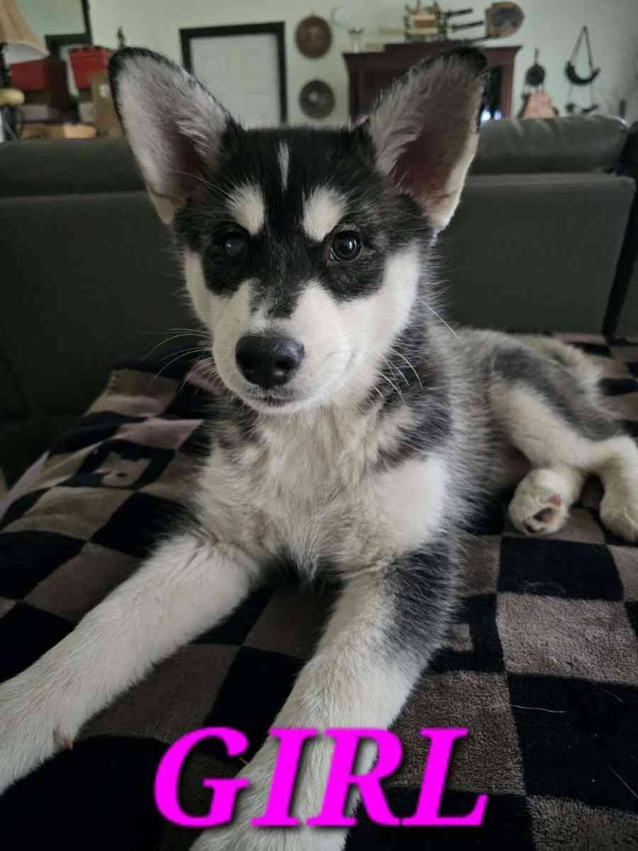 Siberian Huskies - Graham, Washington