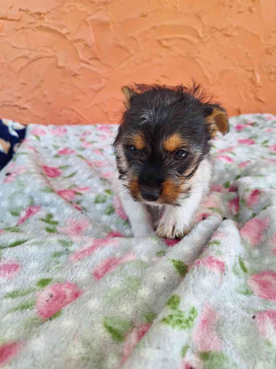 Chiguagua mix yorkis - Hialeah, Florida - FleaMarketBay