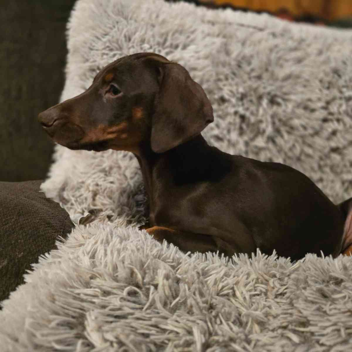 Doberman puppies - Signal Hill, California - FleaMarketBay