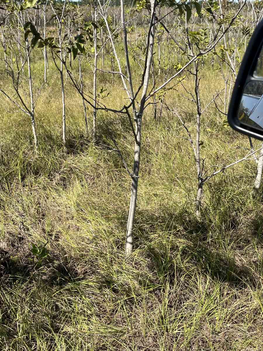pecan trees - Manor, Georgia - FleaMarketBay