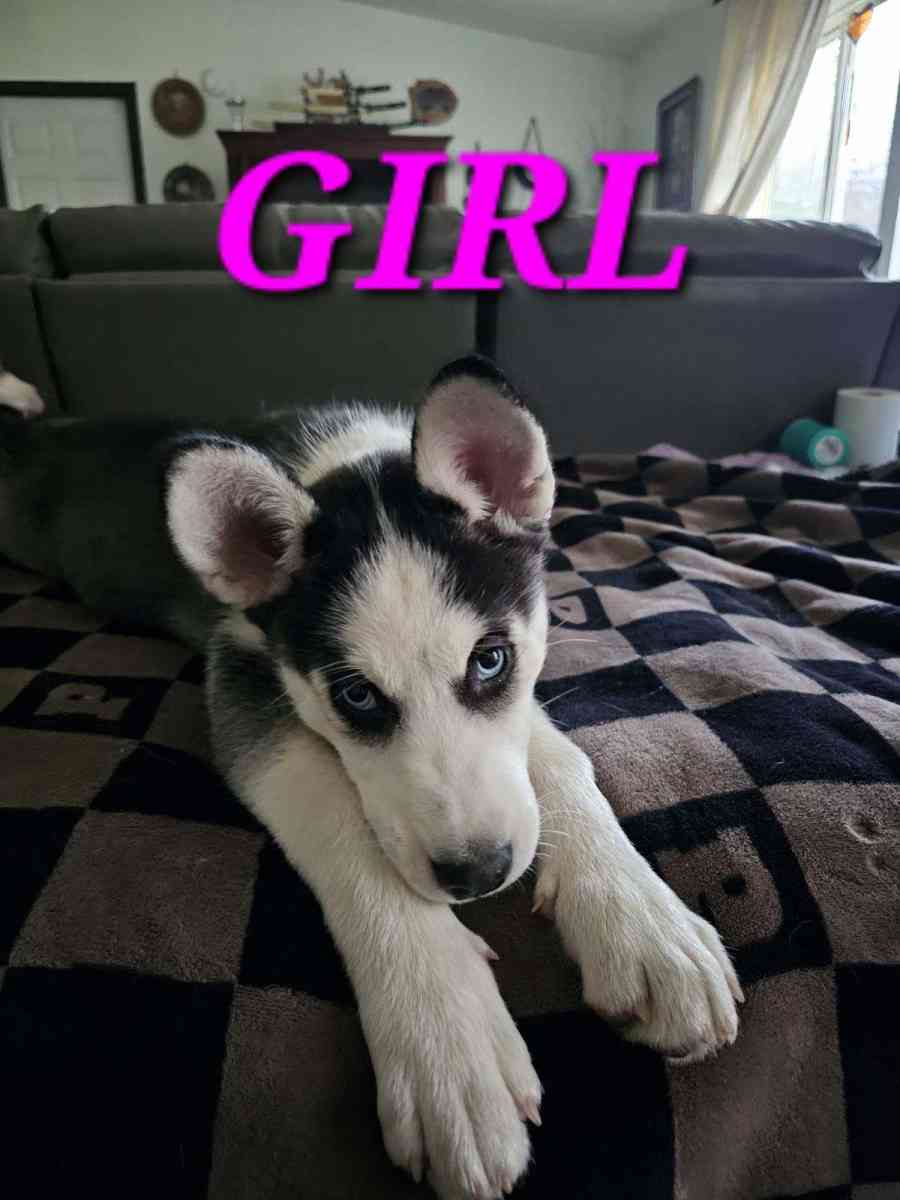 Siberian Huskies - Graham, Washington - FleaMarketBay