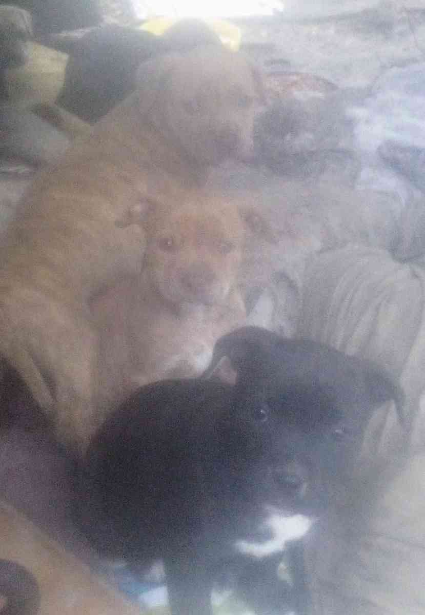 puppies yellow Jon sandman - Lake City, Florida - FleaMarketBay