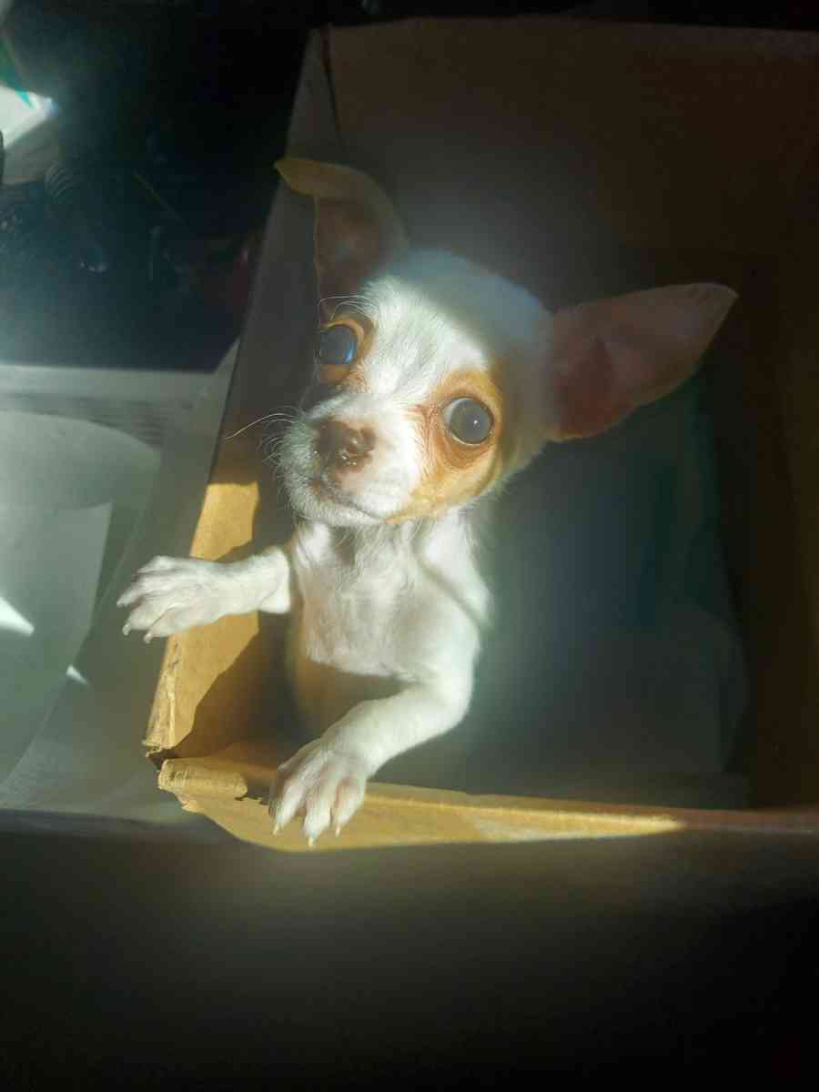 Apple head chihuahua - Laredo, Texas - FleaMarketBay