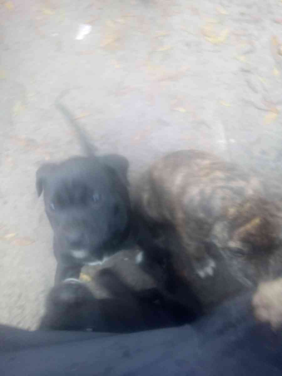 puppies yellow Jon sandman - Lake City, Florida - FleaMarketBay