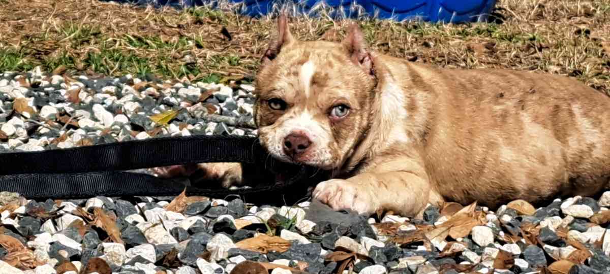 pocket bullies - Houston, Texas - FleaMarketBay