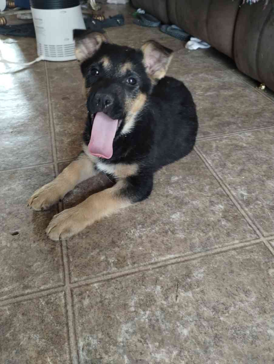 German Sheperd puppies - Rio Grande City, Texas - FleaMarketBay