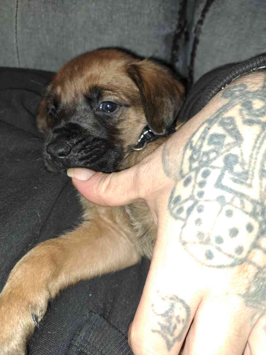 Old English Mastiff Puppies - Houston, Texas - FleaMarketBay