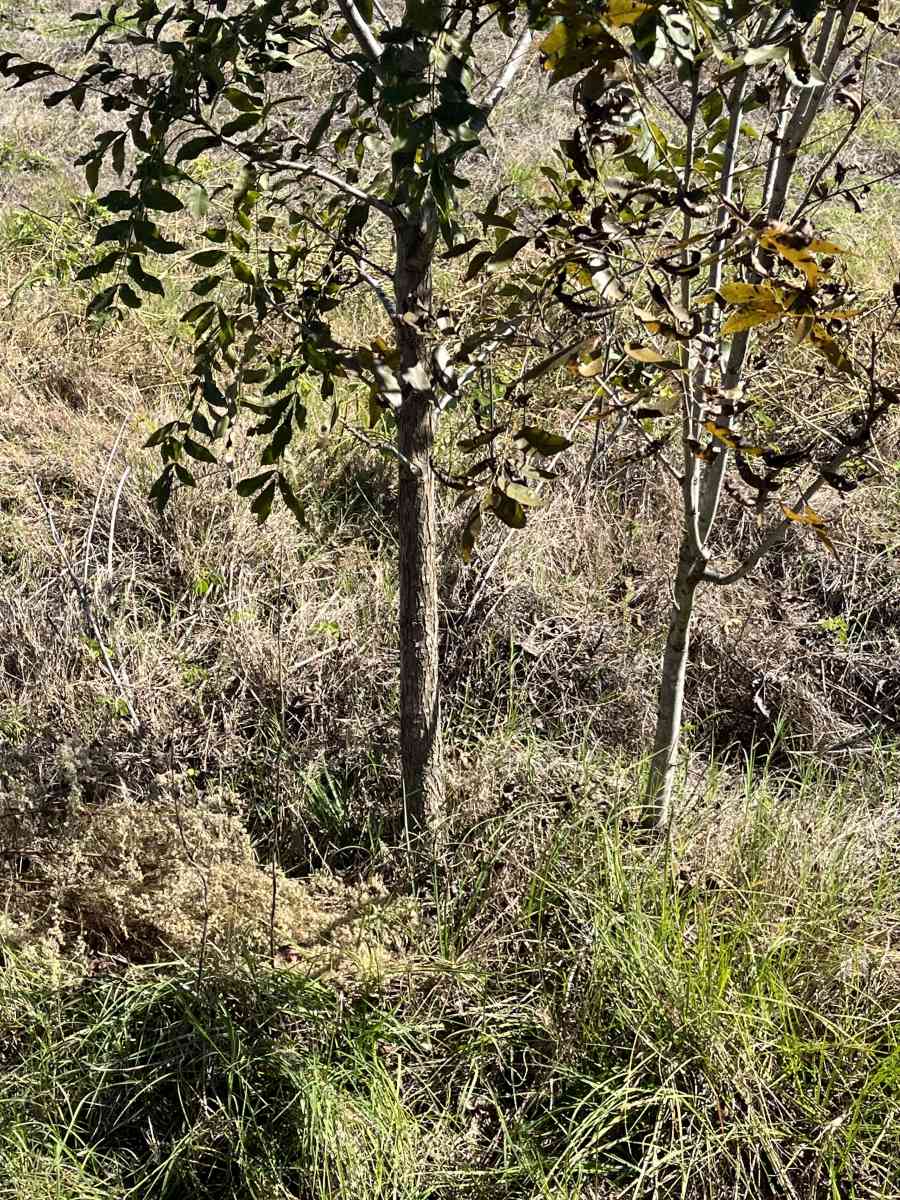 pecan trees - Manor, Georgia - FleaMarketBay