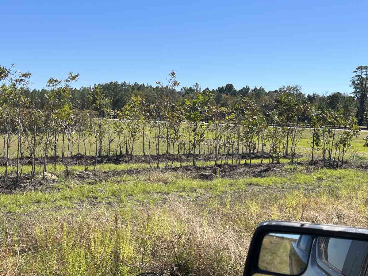 pecan trees - Manor, Georgia