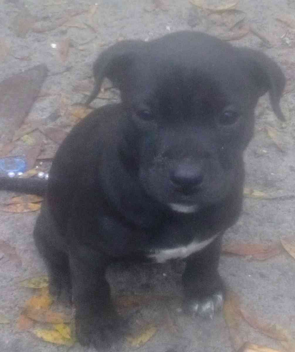 puppies yellow Jon sandman - Lake City, Florida - FleaMarketBay