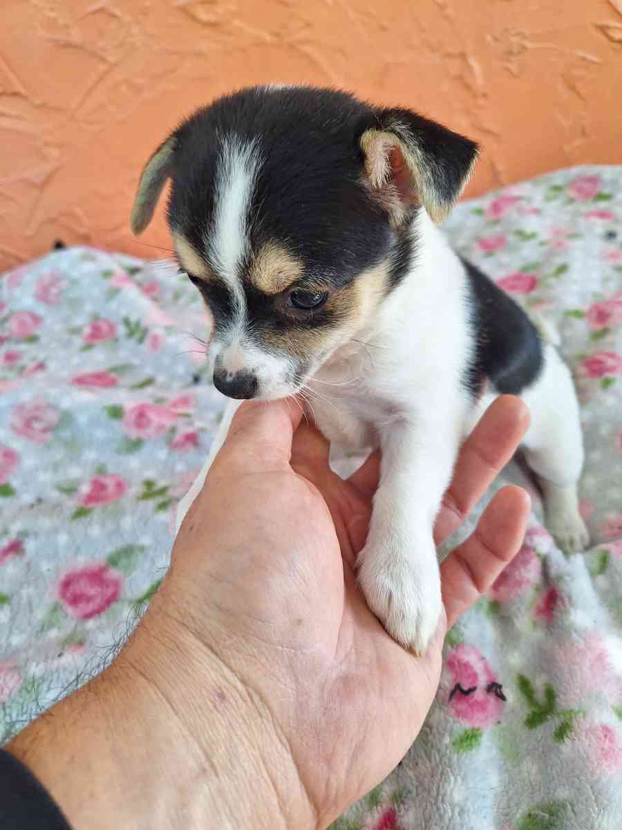 cachorros Yorkis Mix Chiguagua - Alturas, Florida - FleaMarketBay