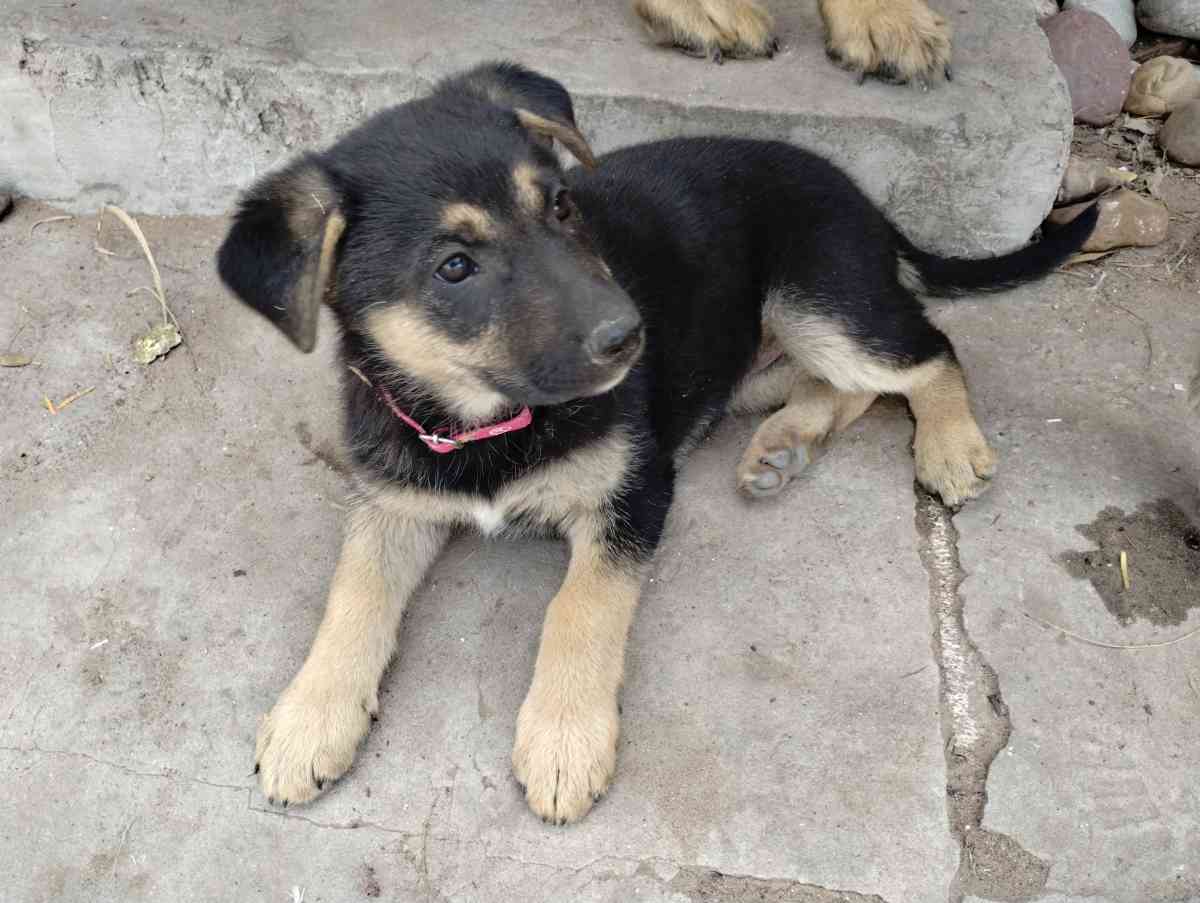 German Sheperd puppies - Rio Grande City, Texas - FleaMarketBay