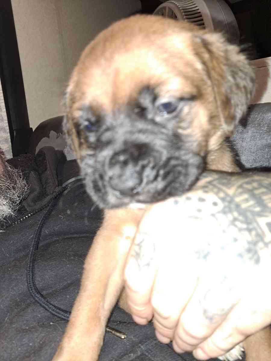 Old English Mastiff Puppies - Houston, Texas - FleaMarketBay