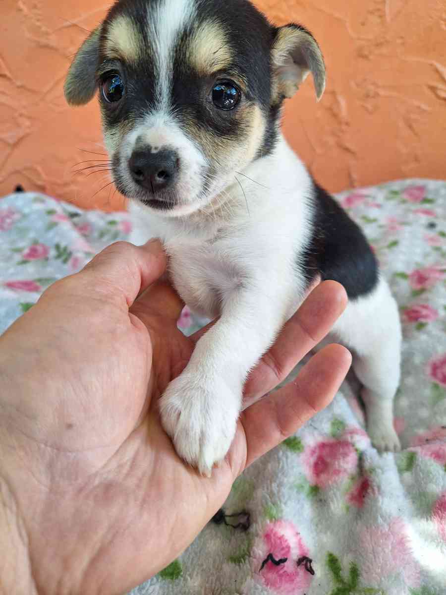 Chiguagua mix yorkis - Hialeah, Florida