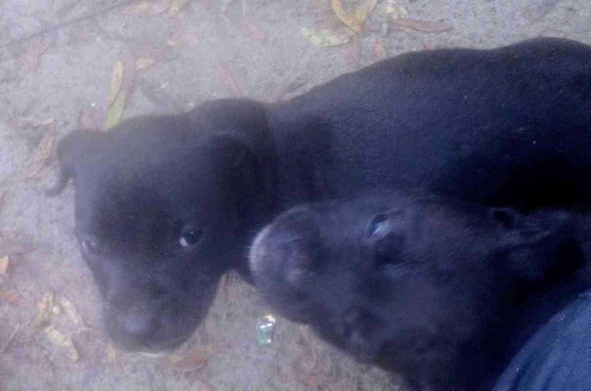 puppies yellow Jon sandman - Lake City, Florida - FleaMarketBay