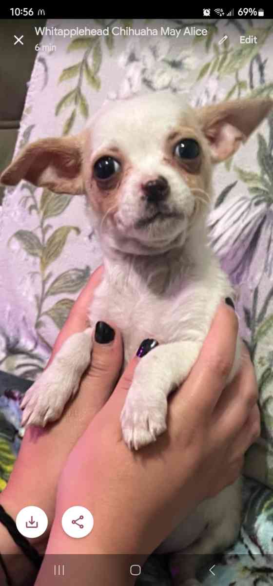 Apple head chihuahua - Laredo, Texas