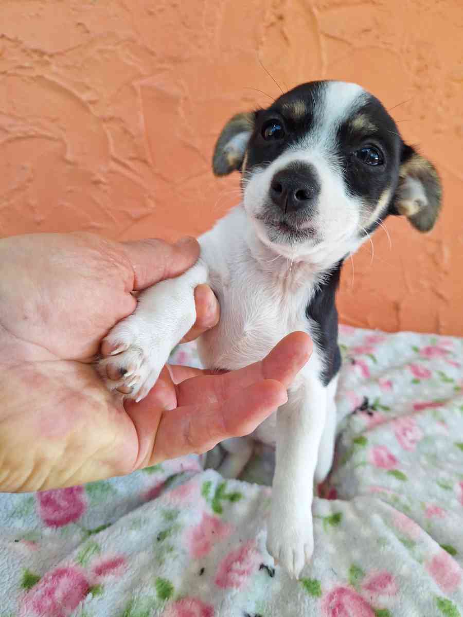 Chiguagua mix yorkis - Hialeah, Florida - FleaMarketBay