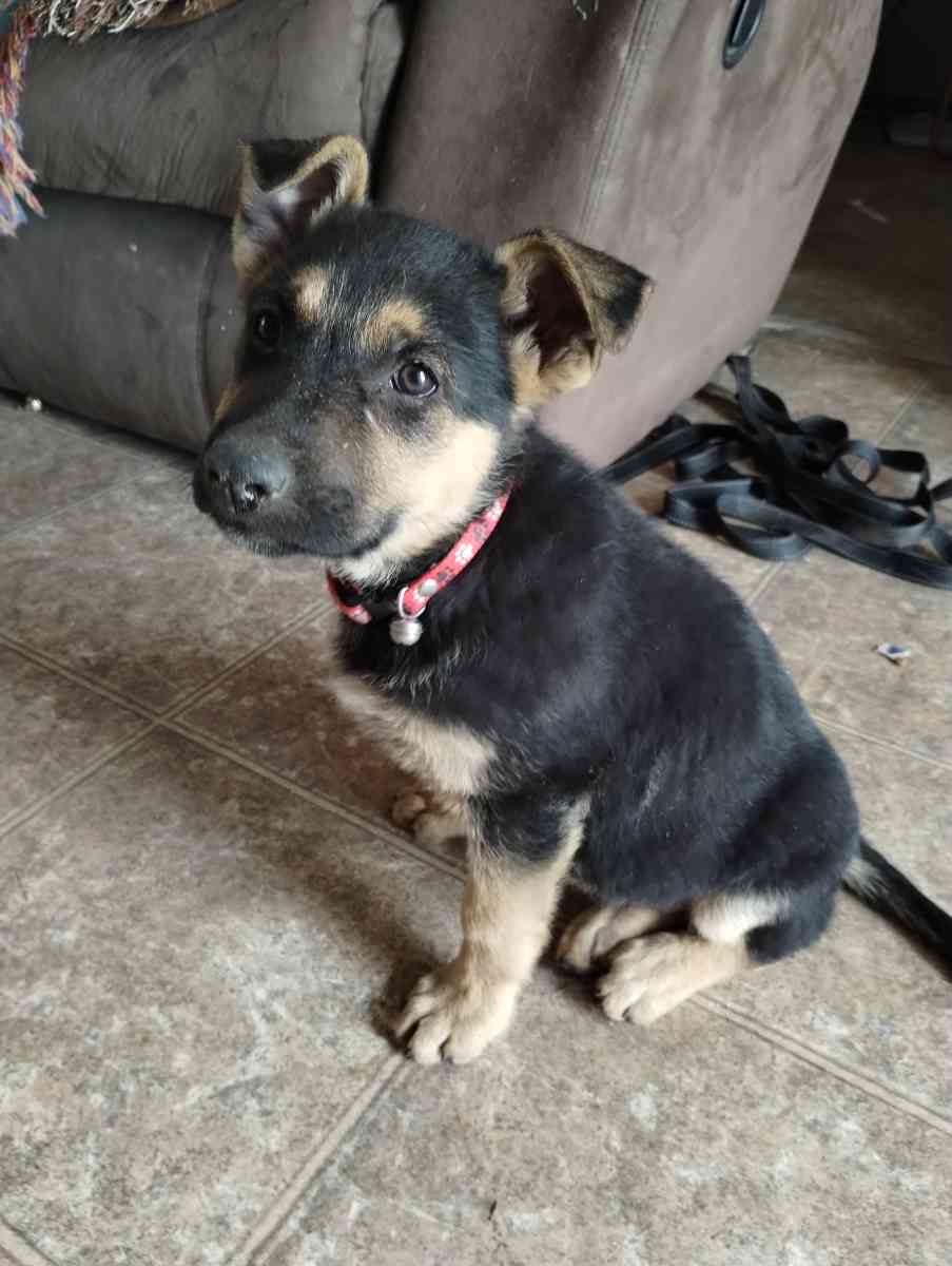 German Sheperd puppies - Rio Grande City, Texas