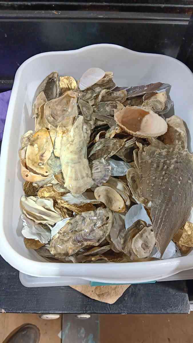 Seashells for crafts or jewelry - Bradley, South Carolina - FleaMarketBay