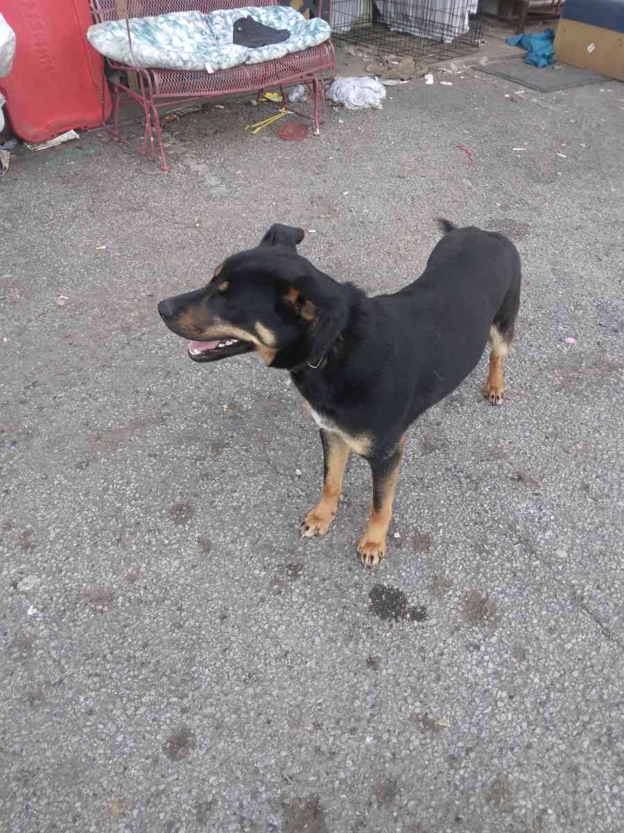 two German Shepherds - Louisville, Kentucky - FleaMarketBay