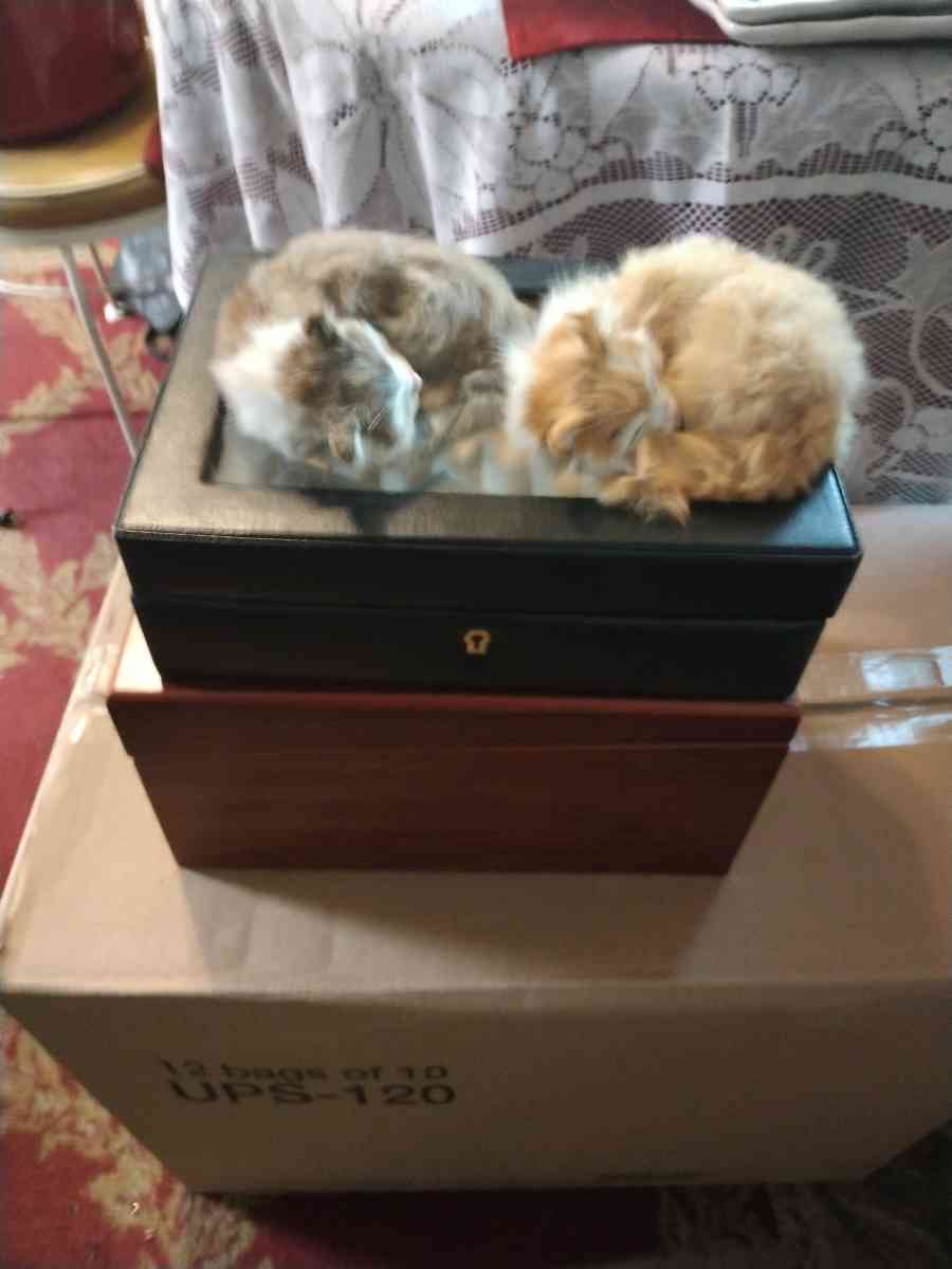 everything - Cathedral City, California - FleaMarketBay