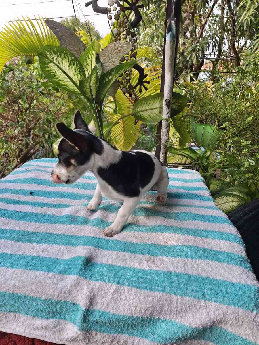 Chiguagua hembra cariosa - Hialeah, Florida - FleaMarketBay