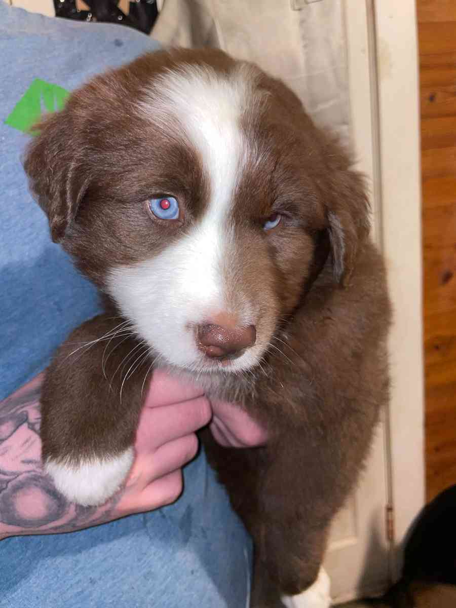 Australian shepherd - Dalton, Georgia
