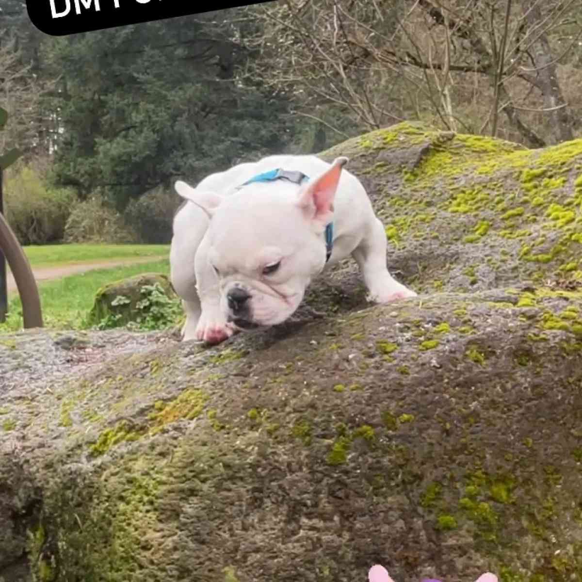 Exotic Bully - Portland, Oregon - FleaMarketBay