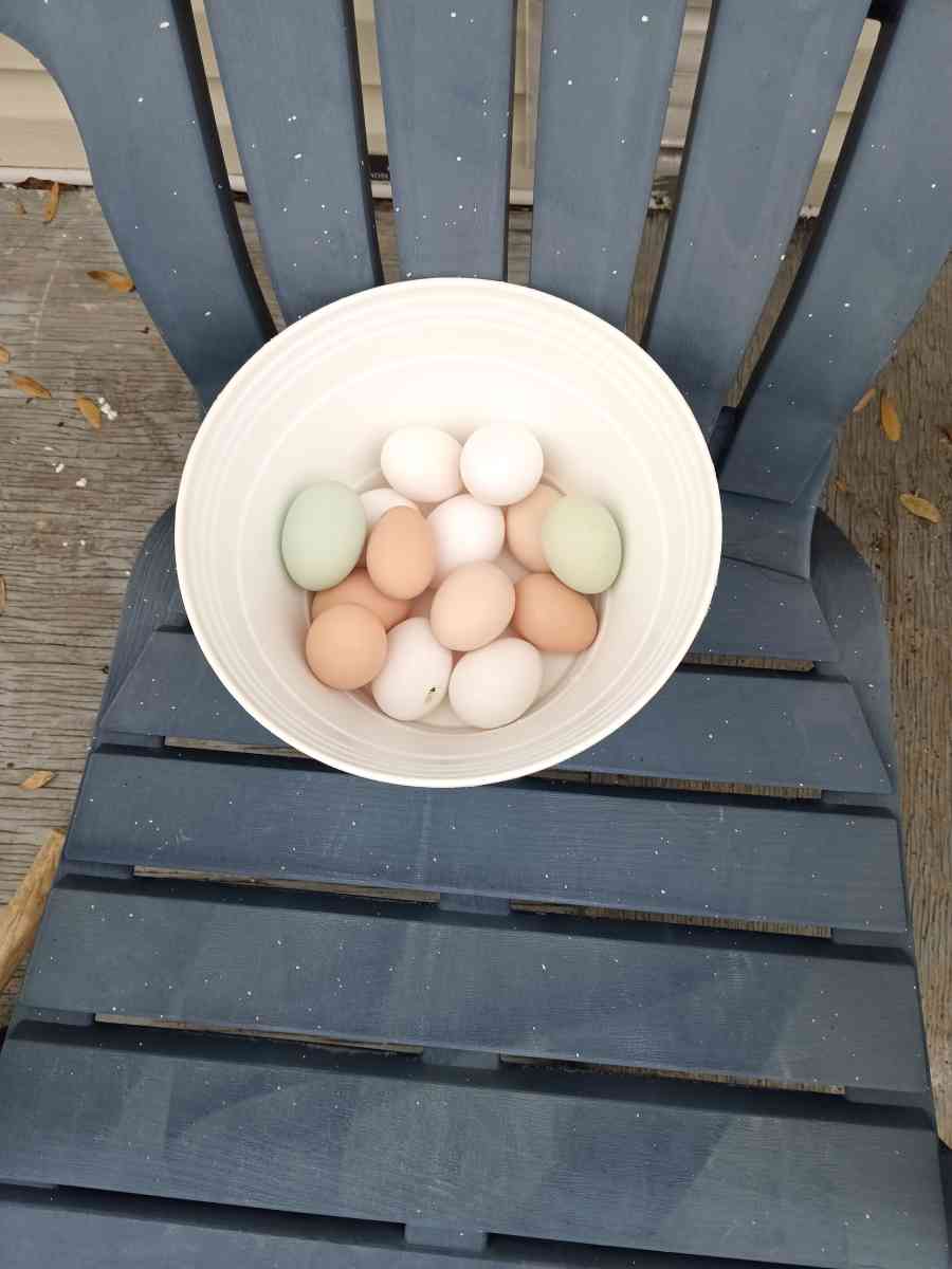 fresh eggs free range chicken eggs message me for address - Archer, Florida
