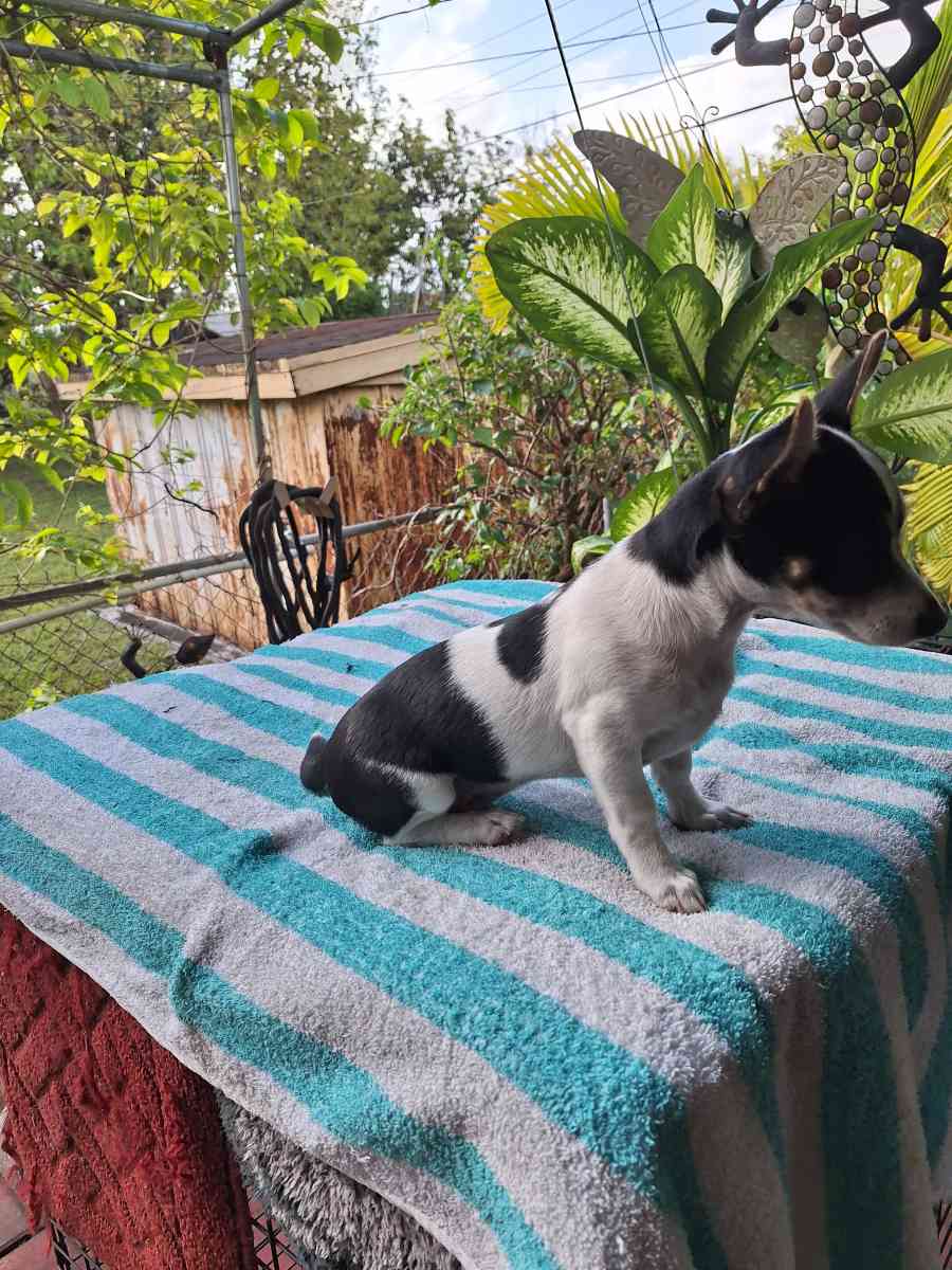 Chiguagua hembra cariosa - Hialeah, Florida