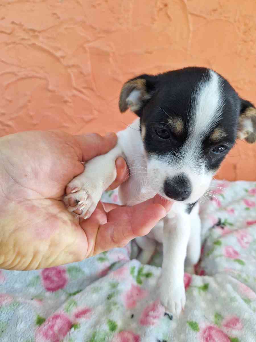 cachorros Yorkis Mix Chiguagua - Arcadia, Florida - FleaMarketBay
