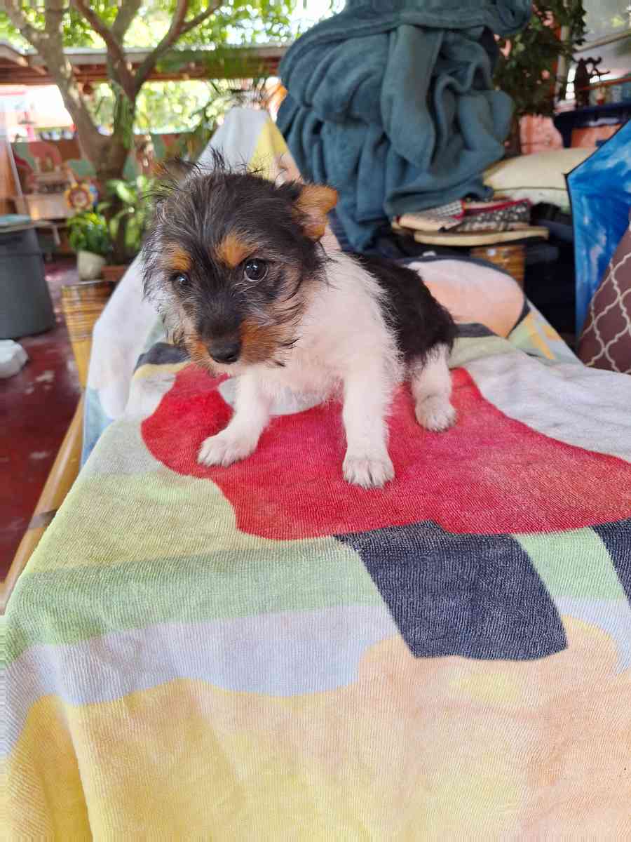 cachorros Yorkis Mix Chiguagua - Hialeah, Florida - FleaMarketBay
