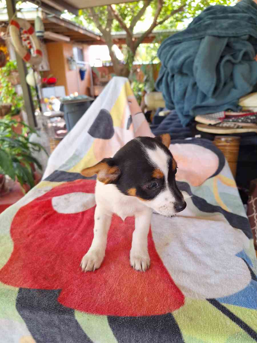 cachorros Yorkis Mix Chiguagua - Hialeah, Florida - FleaMarketBay