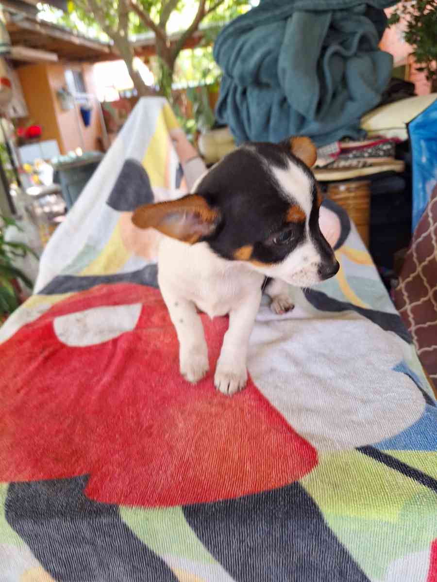 Chiguagua hembra - Hialeah, Florida